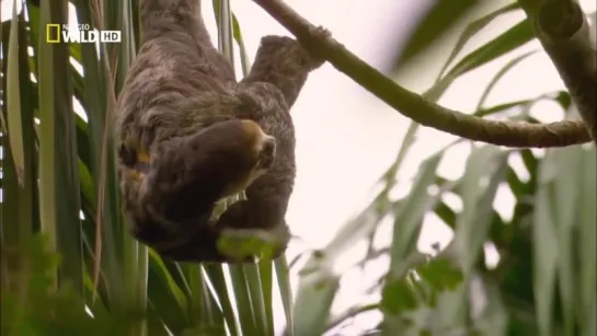 Дикая природа Амазонки - Дикое царство / Wild Amazon | Nat Geo WILD