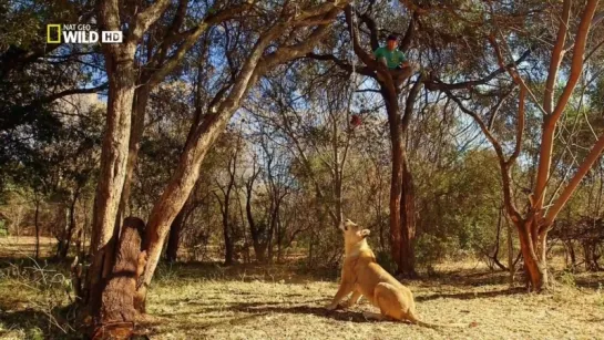 Человек против льва / Man vs. Lion | NAT GEO WILD HD