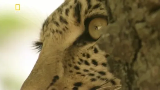 Глаз леопарда / Eye of the Leopard | National Geographic.