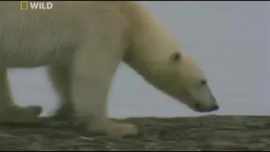 Полярный медведь. Суперхищники. 2 Nat Geo Wild