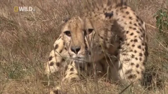 Гепард. Суперхищники. 3 Nat Geo Wild