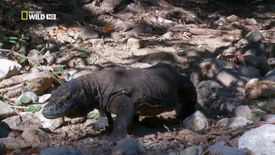 Самая большая ящерица. Гиганты мира животных 3 Nat geo wild