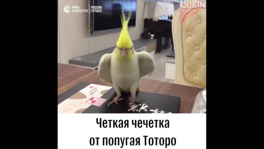 Чечетка от попугая Тоторо