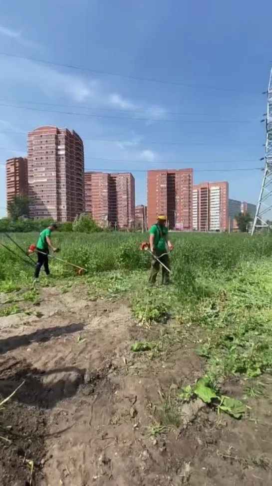 В Красноярске ликвидировали 1 га конопли рядом со школой на Бугаче