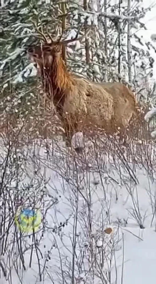 В Красноярске на Базайской увидели марала