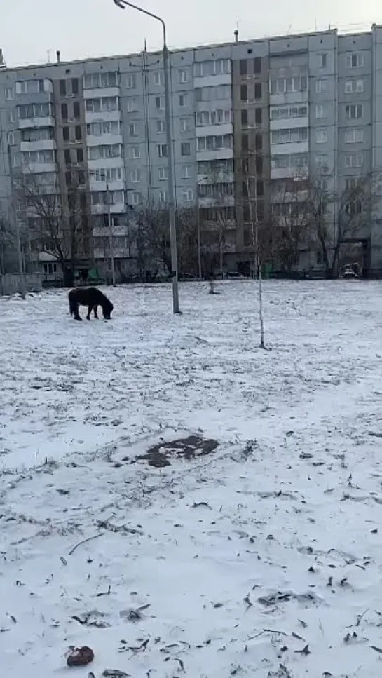 В Красноярске во дворе школы №121 бегали пони