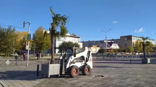 Пальмы и туи переезжают на зимовку с городских улиц.