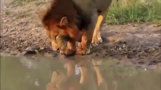 Видео РЖАЧ