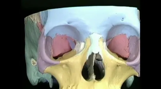 Видеоатлас анатомии Acland. Фильм 4, часть 2. Лицевой скелет и основание черепа.