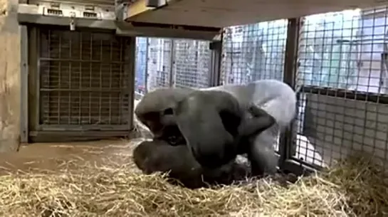 4 year old Gorilla can be heard laughing while playing with dad