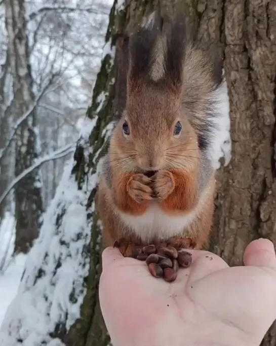 Белочка