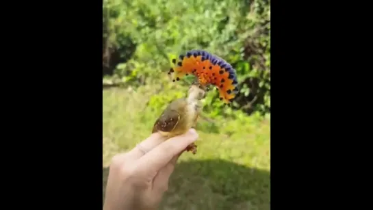 Амазонский венценосный мухоед (лат. Onychorhynchus coronatus)