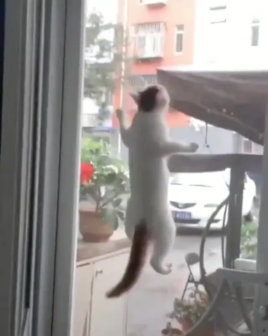 Spidercat Спайдеркот.