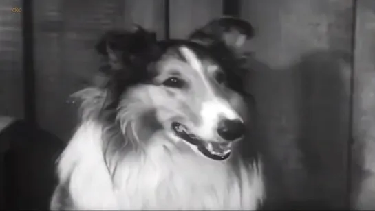 Лесси. / Lassie (1954-1957) часть 6 / перевод