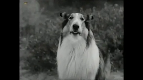 Лесси. / Lassie (1954-1957) часть 2 / перевод