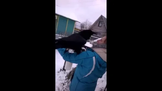 ДРУЗЬЯ  НАШИ  МЕНЬШИЕ.  ИЛИ  ВАСИЛИЙ  ВОРОН.  ОН  ГОВОРИТ.......