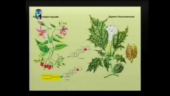 Биология. Урок 3. Ядовитые грибы России. Часть 1