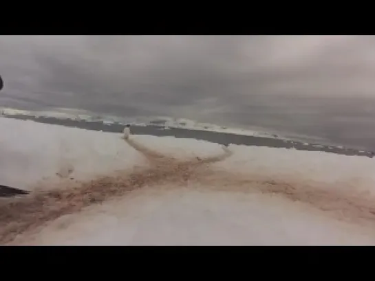 Penguin Highway in Antarctica