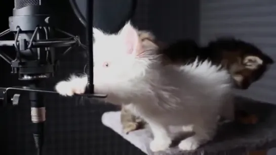 Cute KITTENS Sing In AUTOTUNE