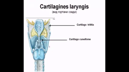 Гортань видеопрезентация