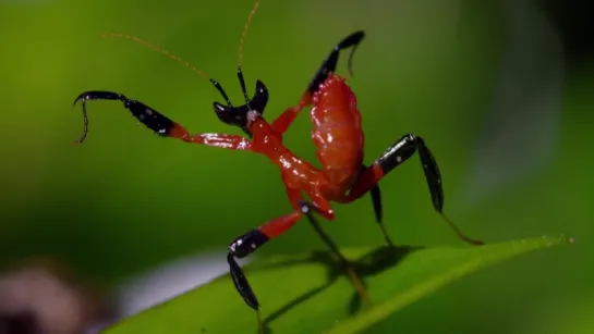 Kung Fu Mantis Vs Jumping Spider. Life story