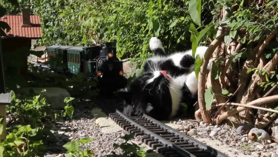 PGB Gartenbahn - Katze vs. Gartenbahn IV