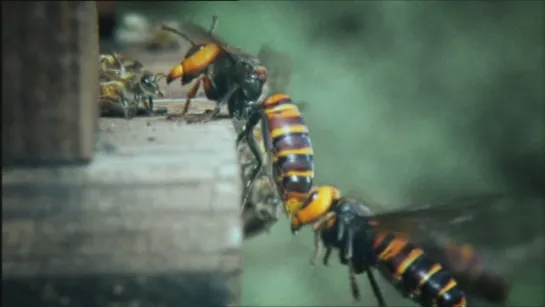 Будда, пчелы и королева гигантских шершней / Buddha, Bees and the Giant Hornet Queen (2006)