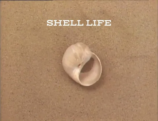 Shell Life (1984) Al Jarnow _ Аль Ярнов. США