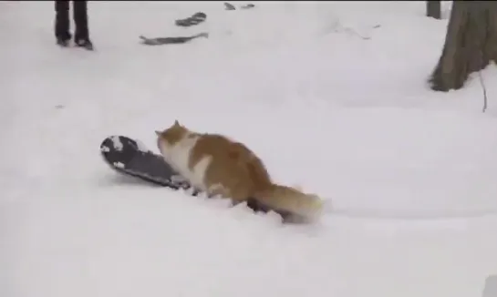 А котейка знает толк в зимнем отдыхе!