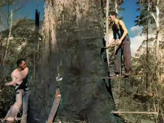 Axemen Fell Giant Trees