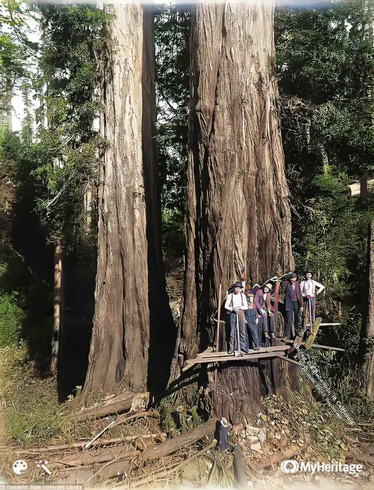 Timber Getting in Western Australia