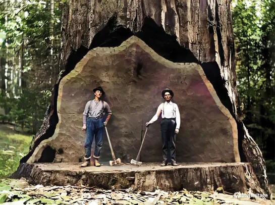 Redwood Lumber Industry, Northern California - 1947