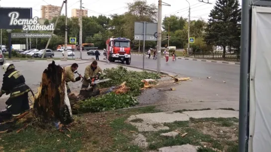 Дерево загорелось от окурка 3.9.2018 Ростов-на-Дону Главный