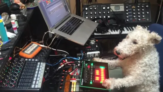 Techno Dog