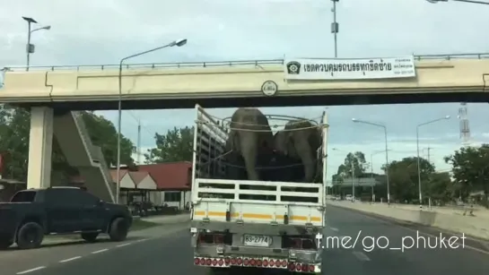 Весёлым слонам и в дороге не скучно