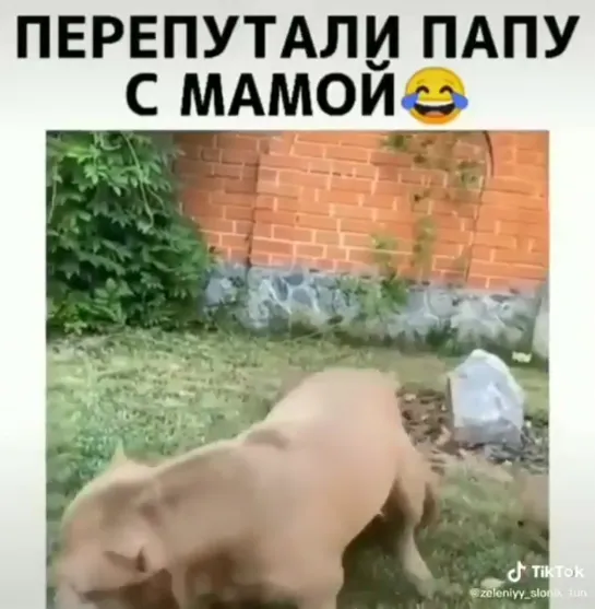 Видео собака бабака