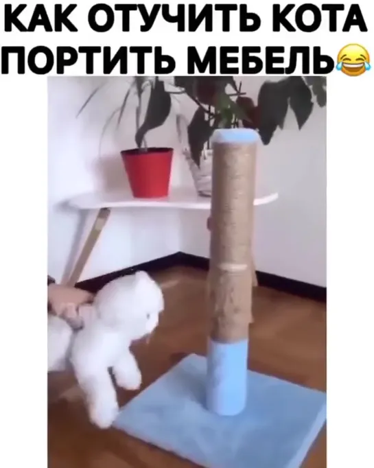 Как отучить кота портить мебель...