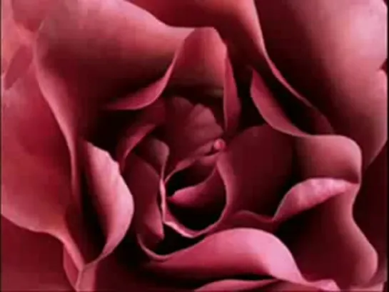 Ennio Morricone & Dulce Pontes. --A Rose Among Thorns*