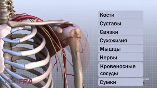 Анатомия плечевого сустава