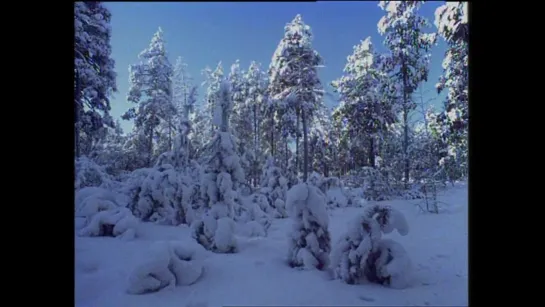 05. Сибирь. Лес скованный стужей / Siberia. The Frozen Forest