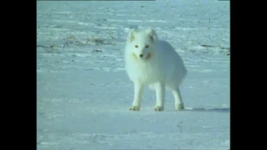 04. Просторы Арктики / The Arctic Frontier