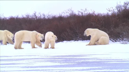 Полярные медведи (Летняя Одиссея) / Polar Bears: A Summer Odyssey (2012)