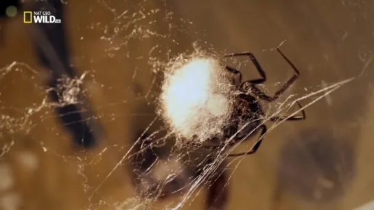 Nat Geo: Дом пауков / The Amazing Spider House (2015)