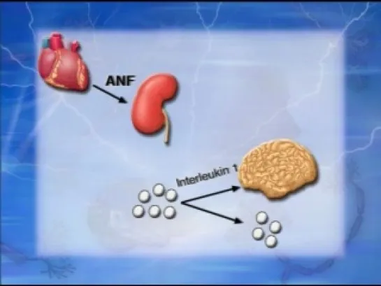 Biology and Human Behavior 08