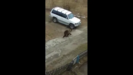 Полиция прогнала медведя с детской площадки