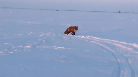 Песец_продолжение!_Песец_и_его_подруга