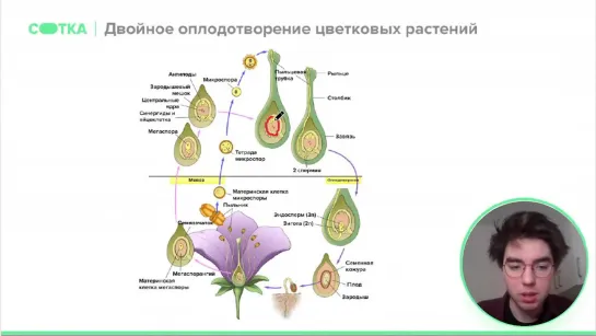 [БИОЛОГИЯ ЕГЭ 2021 СОТКА] Двойное оплодотворение цветковых растений | ЕГЭ БИОЛОГИЯ 2021 | Онлайн-школа СОТКА