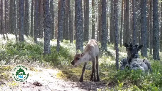 Видео от Заповедник «Костомукшский»