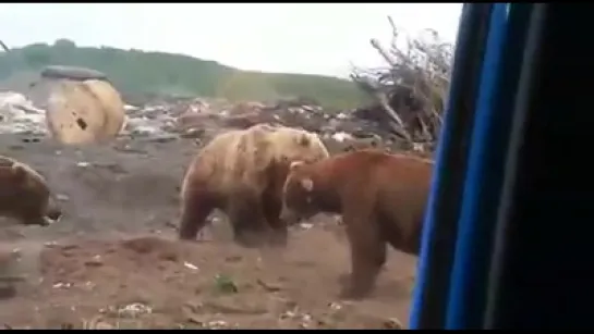 МЕДВЕДИ НА СВАЛКЕ (Р.Пестерев)