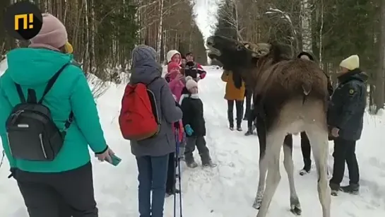 Лось небезопасен